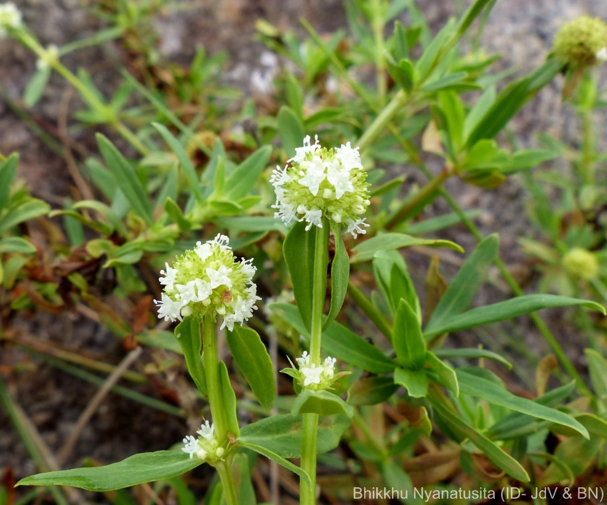 Spermacoce verticillata L.